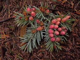 Attēlu rezultāti vaicājumam “Pseudotsuga menziesii”