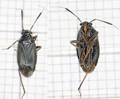 Attēlu rezultāti vaicājumam “Capsus ater”