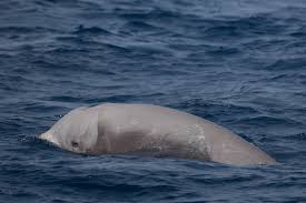 Image result for Ziphius cavirostris