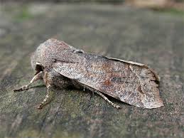 Attēlu rezultāti vaicājumam “Orthosia incerta”