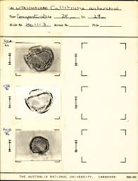 Attēlu rezultāti vaicājumam “Callitrichaceae”