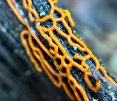 Attēlu rezultāti vaicājumam “Hemitrichia serpula spores”