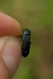 Attēlu rezultāti vaicājumam “Platydracus fulvipes”