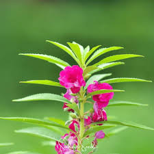 Image result for Impatiens balsamina