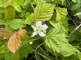 Attēlu rezultāti vaicājumam “Rubus caesius”
