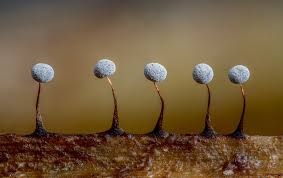 Attēlu rezultāti vaicājumam “Didymium megalosporum macro”