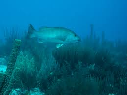 Image result for Lutjanus cyanopterus