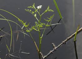 Attēlu rezultāti vaicājumam “Oenanthe aquatica leaf”