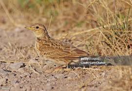 Image result for Alauda arvensis