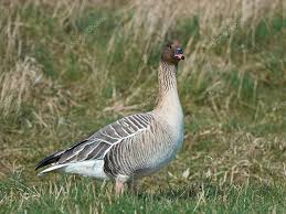 Attēlu rezultāti vaicājumam “Anser brachyrhynchus”