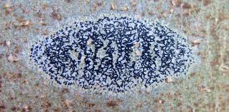 Attēlu rezultāti vaicājumam “Graphis scripta”