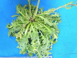 Attēlu rezultāti vaicājumam “Capsella bursa-pastoris leaf”