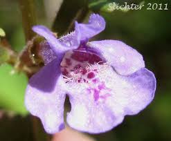 Attēlu rezultāti vaicājumam “Glechoma hederacea flower”