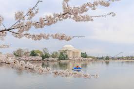Image result for "cherry blossom" washington