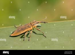 Attēlu rezultāti vaicājumam “Lixus iridis”