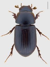 Attēlu rezultāti vaicājumam “Aphodius subterraneus”