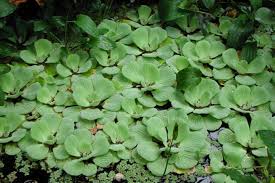 Attēlu rezultāti vaicājumam “Pistia stratiotes”