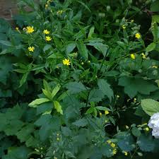 Attēlu rezultāti vaicājumam “Lapsana communis flower”