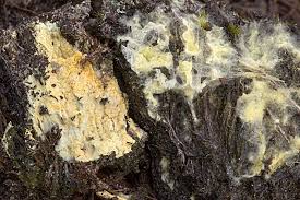 Attēlu rezultāti vaicājumam “Leucogyrophana sororia”