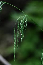 Attēlu rezultāti vaicājumam “Cinna latifolia”