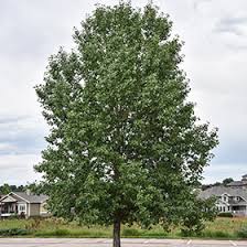 Attēlu rezultāti vaicājumam “Populus x gileadensis leaf”