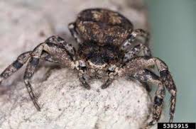 Attēlu rezultāti vaicājumam “Thomisidae”