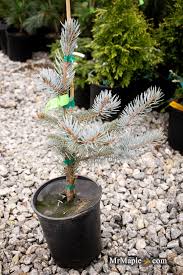 Attēlu rezultāti vaicājumam “Picea”