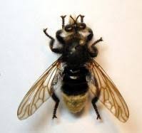 Attēlu rezultāti vaicājumam “Laphria gibbosa”