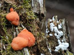 Attēlu rezultāti vaicājumam “Tubifera ferruginosa (subsp. ferruginosa) sessile”