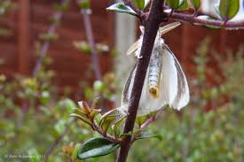 Attēlu rezultāti vaicājumam “Euproctis similis”