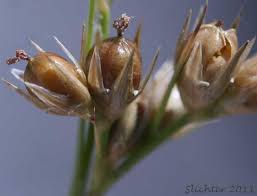 Attēlu rezultāti vaicājumam “Juncus bulbosus fruit”