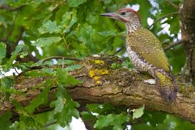 Attēlu rezultāti vaicājumam “Picus viridis nest”