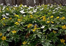 Attēlu rezultāti vaicājumam “Anemone ranunculoides flower”