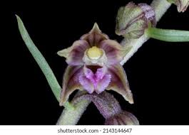 Attēlu rezultāti vaicājumam “Epipactis atrorubens bud”