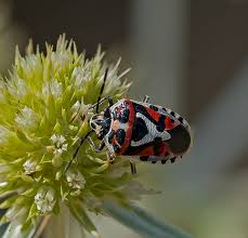 Attēlu rezultāti vaicājumam “Eurydema dominulus imago”