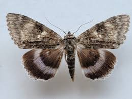 Attēlu rezultāti vaicājumam “Catocala fraxini”