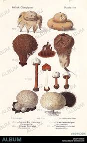 Attēlu rezultāti vaicājumam “Lycoperdon echinatum”