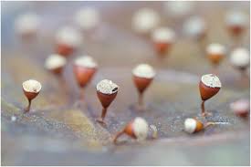 Attēlu rezultāti vaicājumam “Craterium minutum”