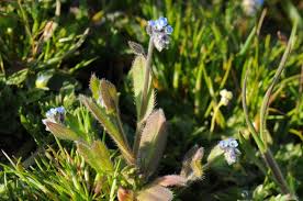 Attēlu rezultāti vaicājumam “Myosotis ramosissima flower”