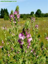 Attēlu rezultāti vaicājumam “Ononis arvensis bud”