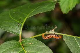 Attēlu rezultāti vaicājumam “Argidae larva”