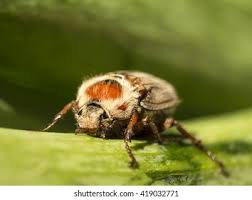 Attēlu rezultāti vaicājumam “Trichius fasciatus imago”