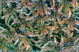 Attēlu rezultāti vaicājumam “Sphagnum fuscum”