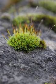 Attēlu rezultāti vaicājumam “Tortula lingulata”
