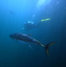 Image result for Thunnus maccoyii