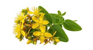 Image result for Hypericum perforatum