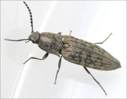 Attēlu rezultāti vaicājumam “Actenicerus sjaelandicus”