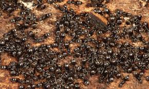 Attēlu rezultāti vaicājumam “Dianema nivale sessile”