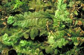 Attēlu rezultāti vaicājumam “Chiloscyphus”