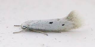 Attēlu rezultāti vaicājumam “Elachistidae”